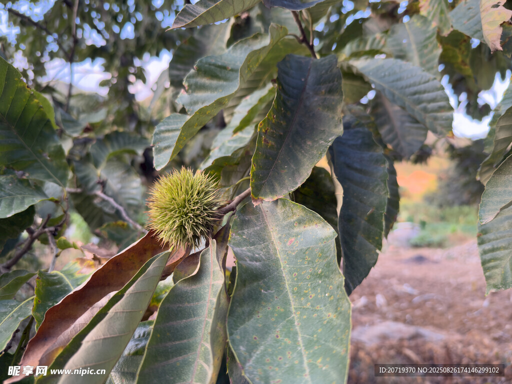 枝头板栗果