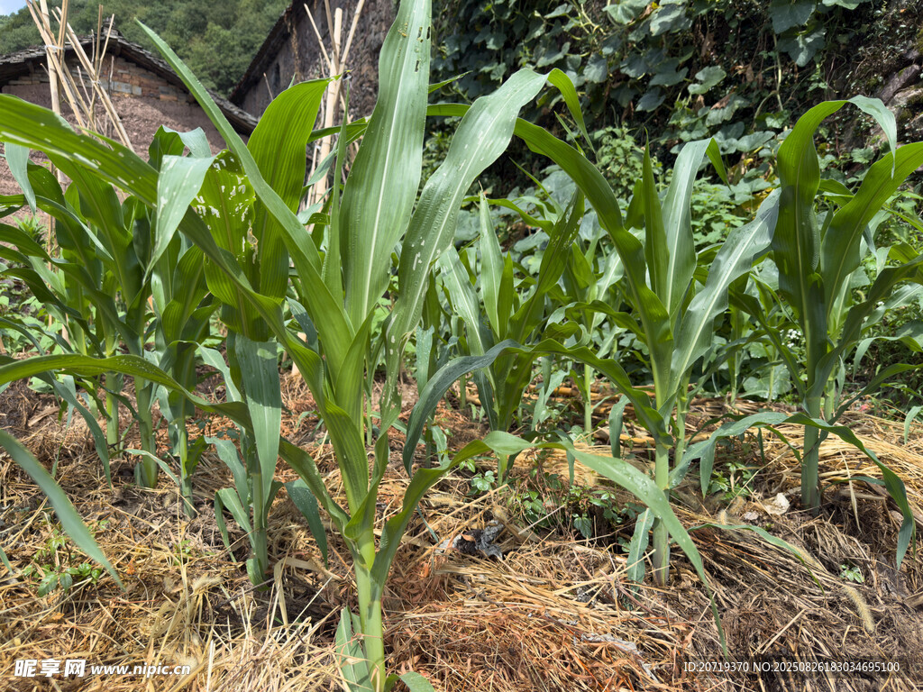 玉米苗