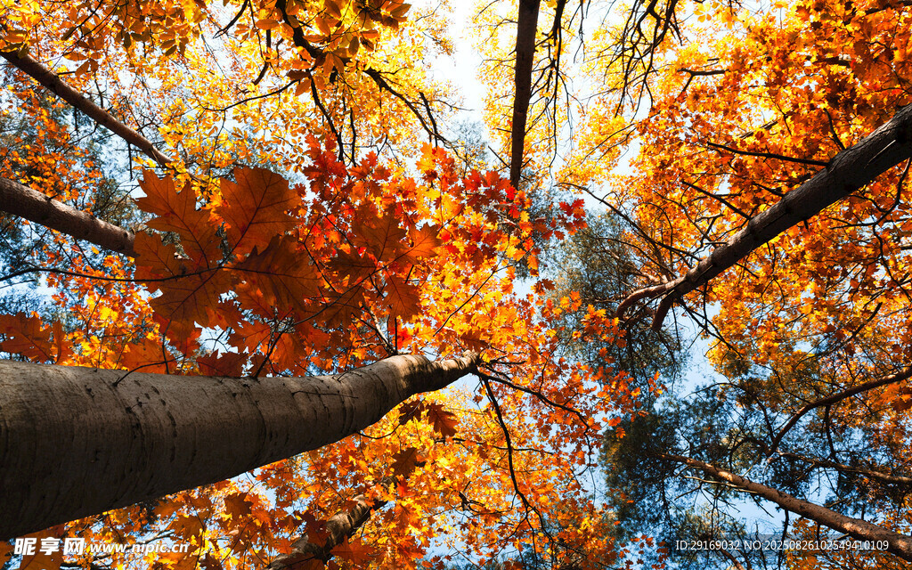 仰望秋日斑斓树林