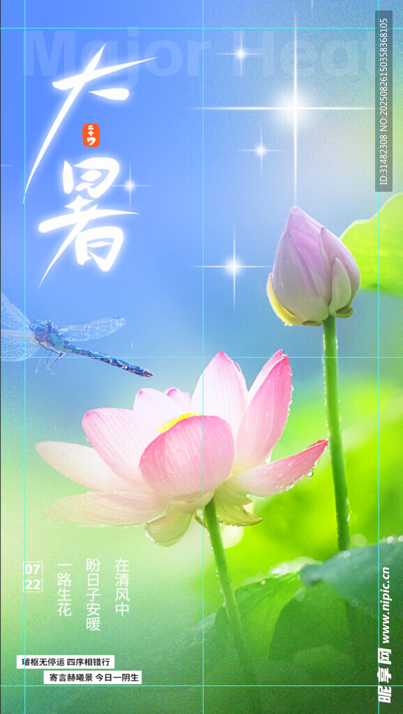 大暑时节荷花绽放