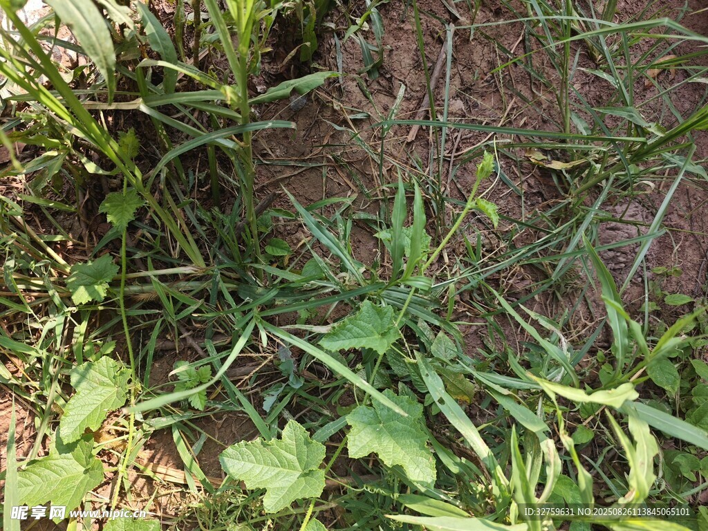 地面上的多样绿色野草