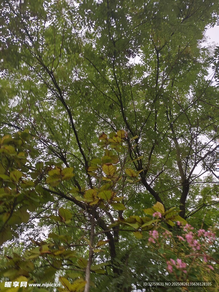 繁茂绿树间的斑驳光影