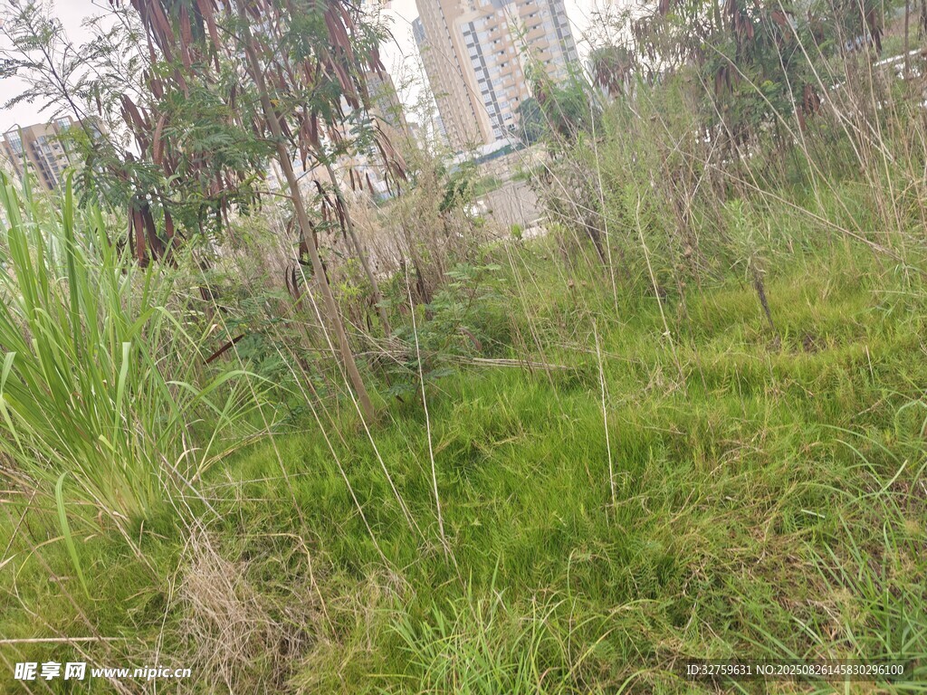 户外草地树林自然景致