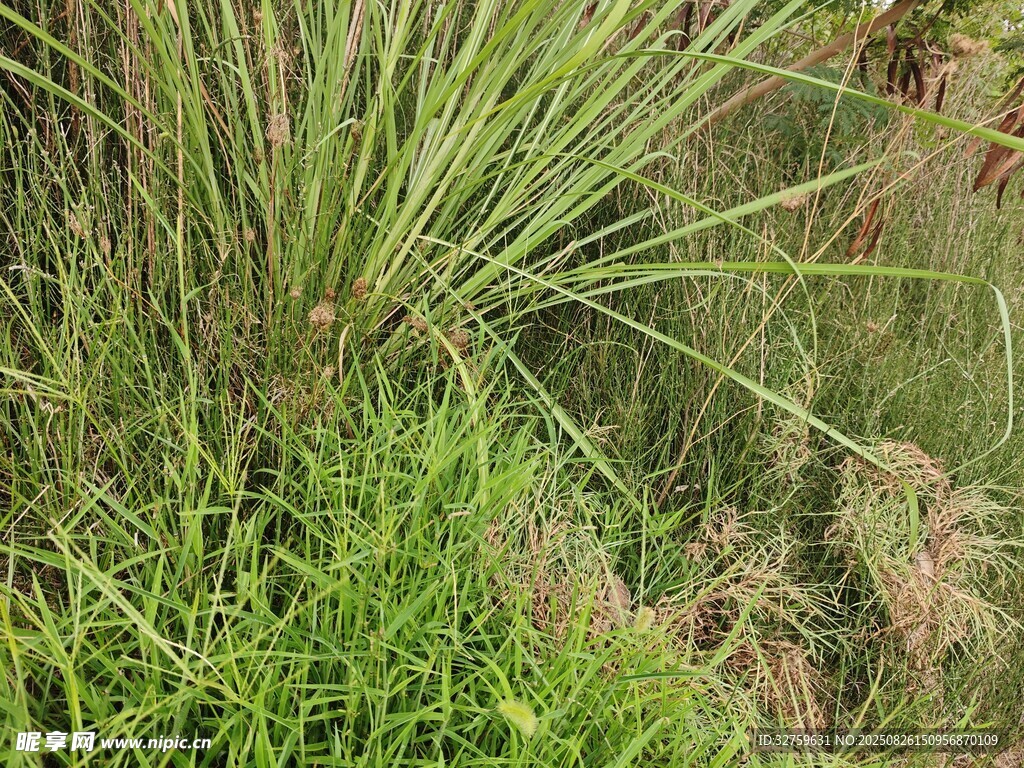 野外丛生的绿色草本植物