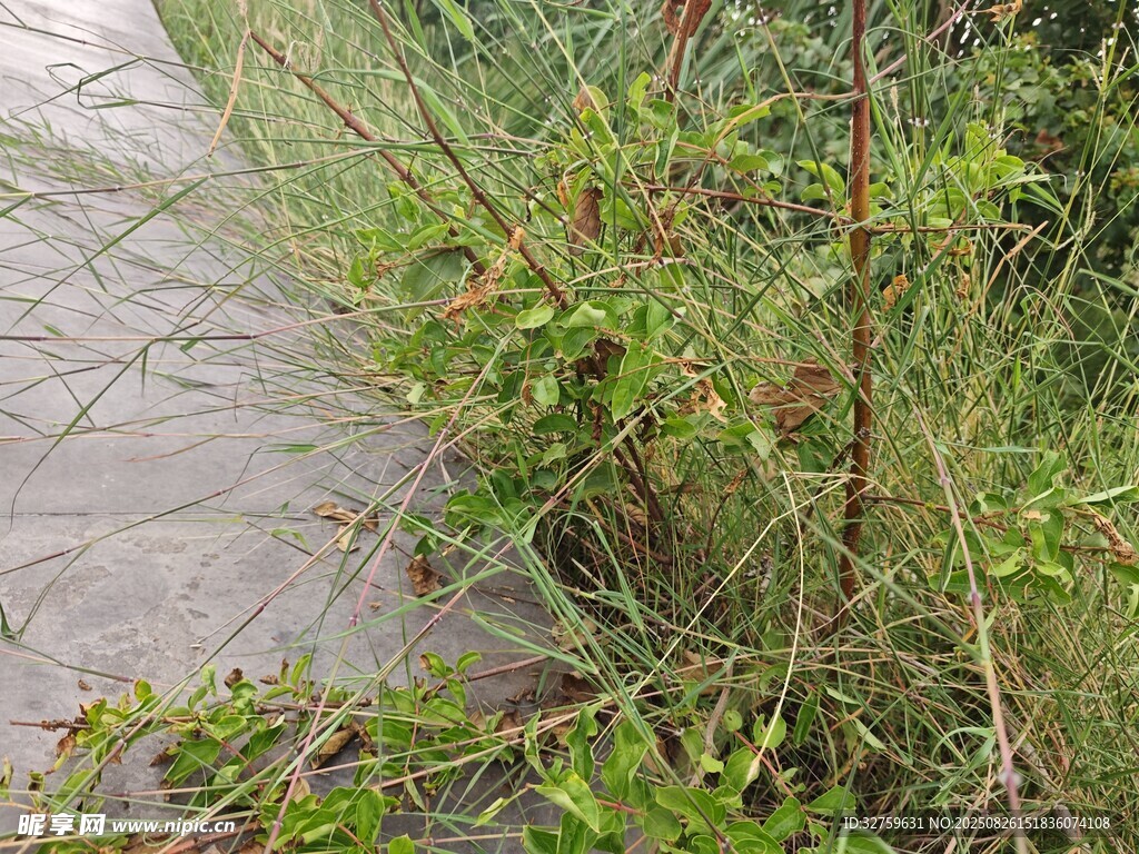 路边生长的绿色植物