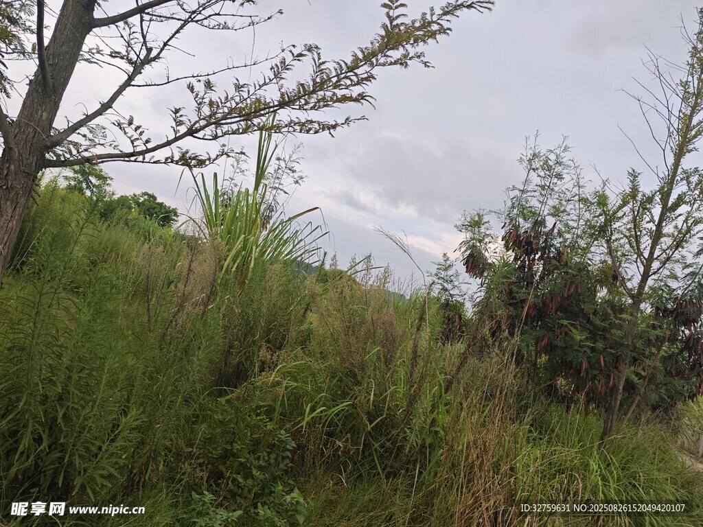 野外葱郁草木风景图