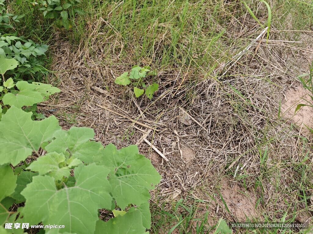 野外杂草丛生的地面场景