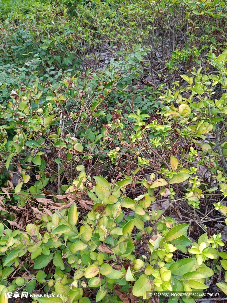 绿意盎然的植物群落