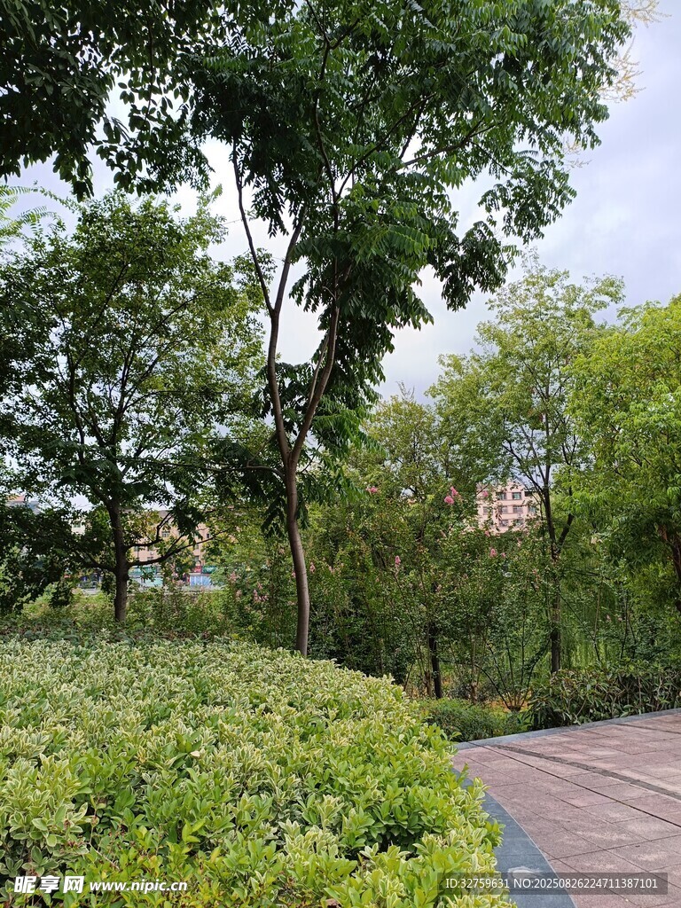 城市中的静谧林荫小径