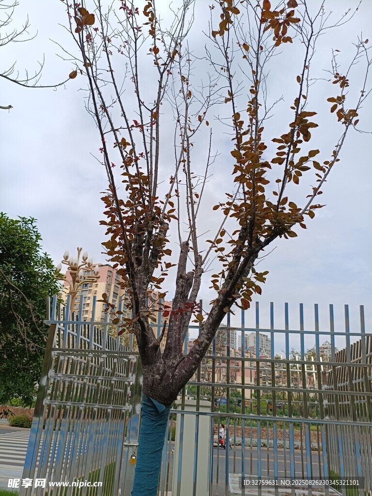 秋日枯树近围栏