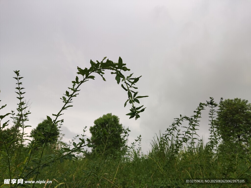 弯曲植物立于葱郁草地