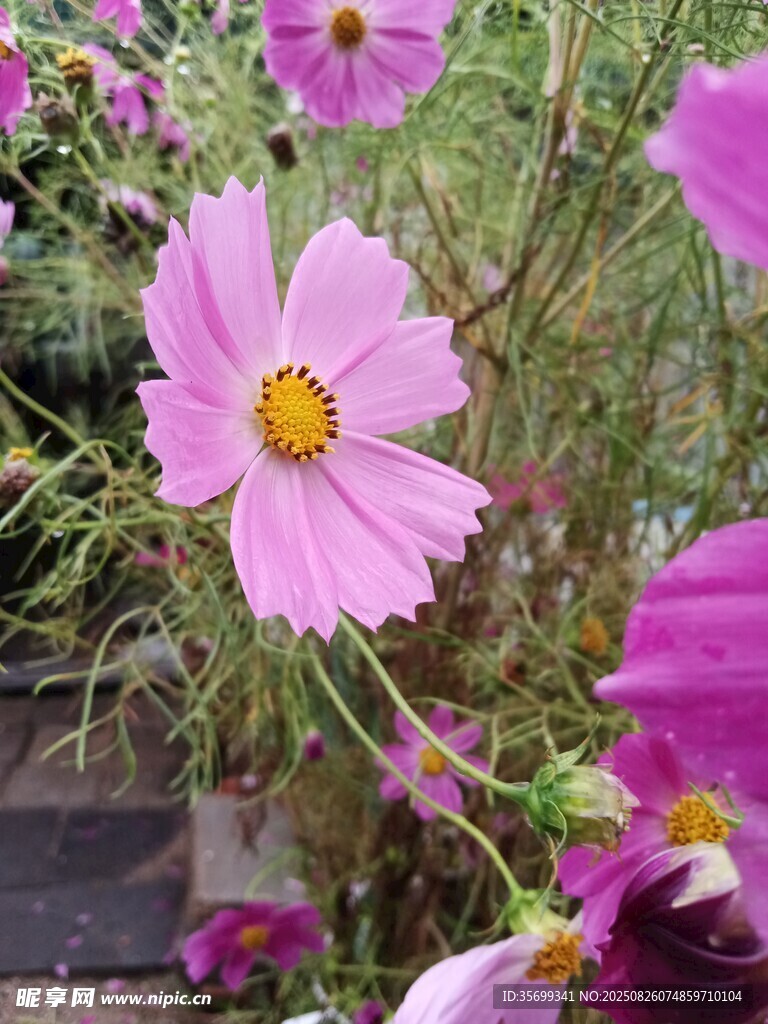 娇艳波斯菊绽放美景