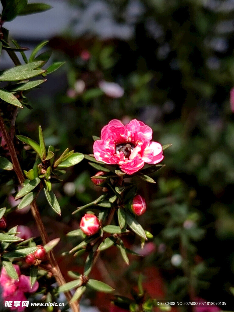 娇艳粉色花卉绽放枝头