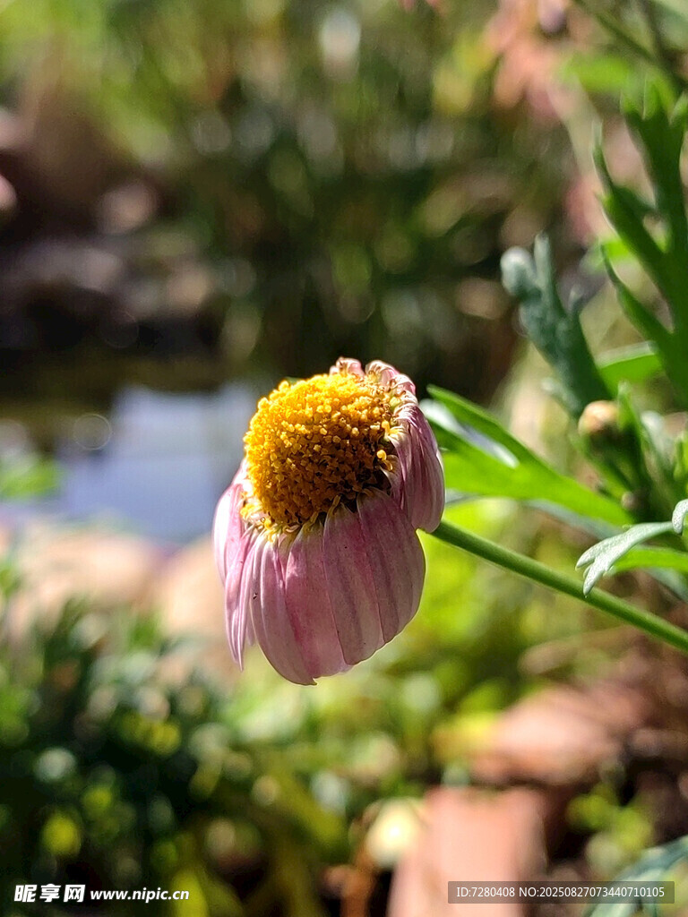 枯萎的粉色花朵特写