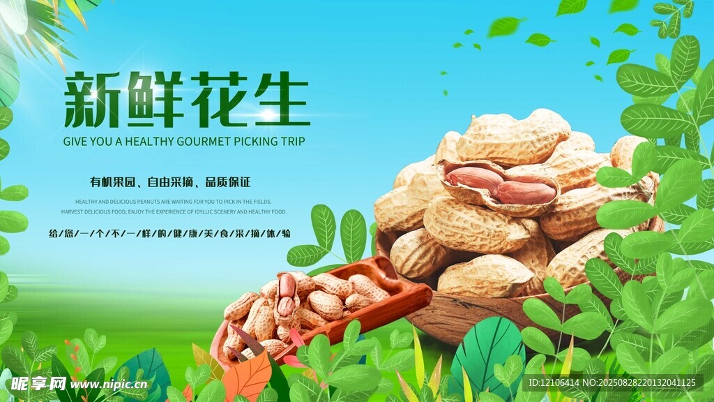 新鲜饱满的花生展示