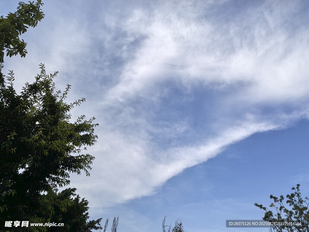 蓝天绿树间的美丽云彩