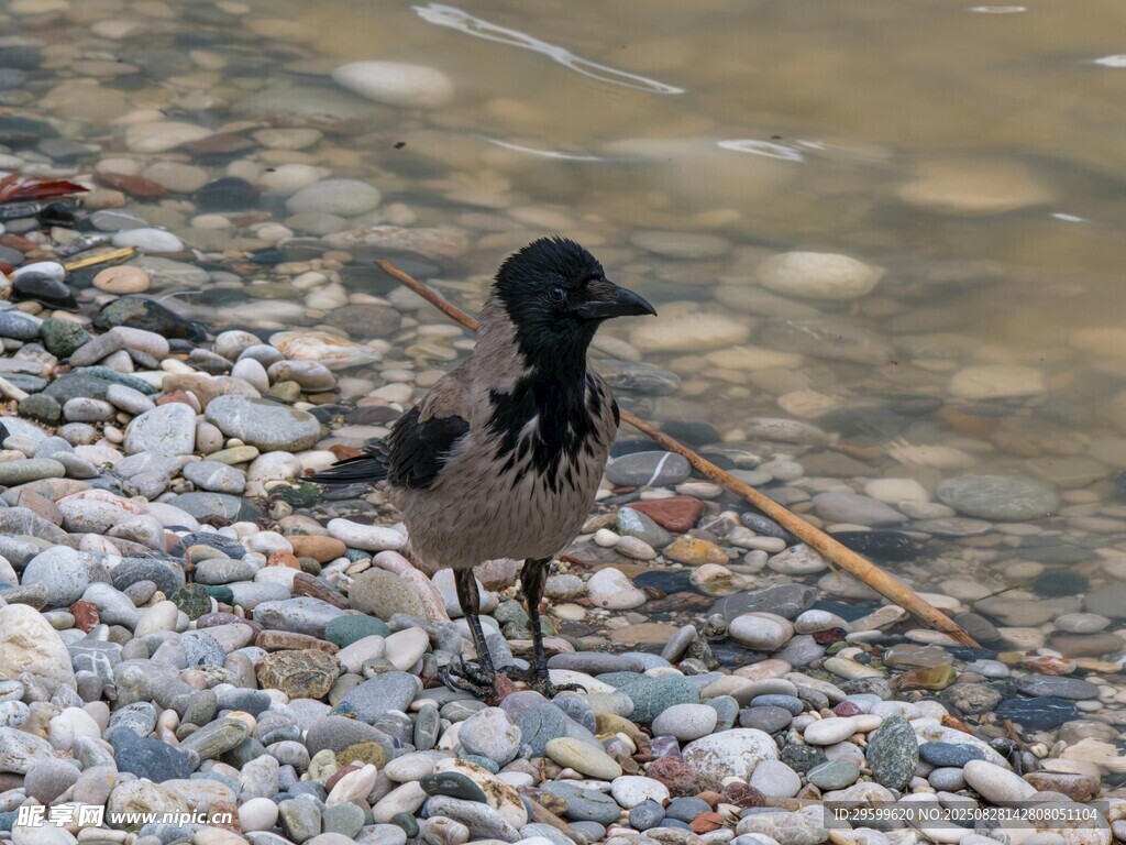 岸边碎石上的黑色小鸟