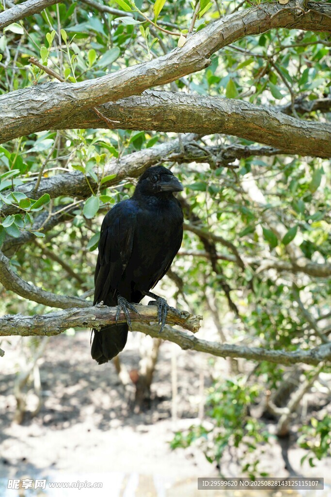 枝头黑鸟