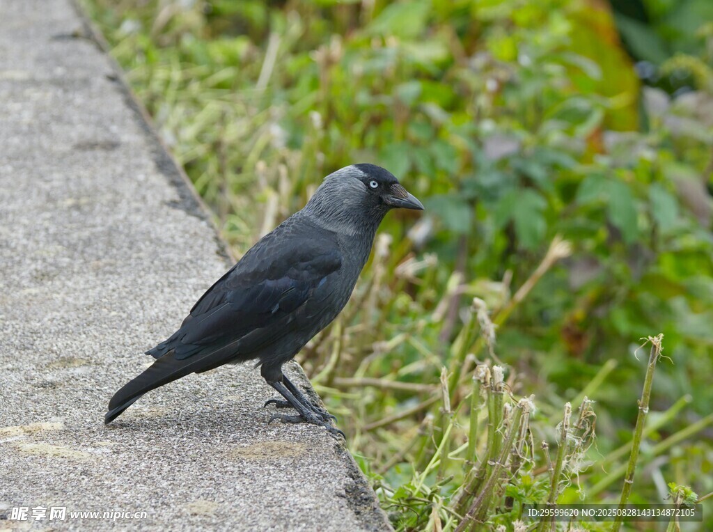 灰鸟立于路边草地