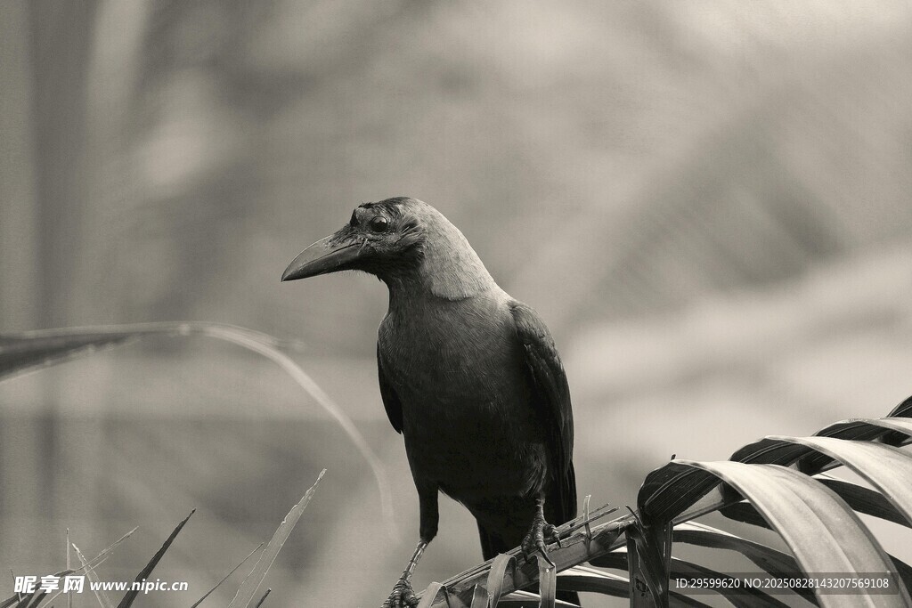 枝头伫立的黑鸟