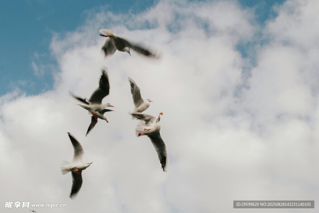 天空中飞翔的群鸟