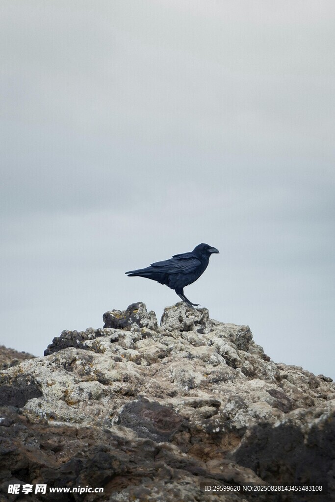 岩石上的孤鸟
