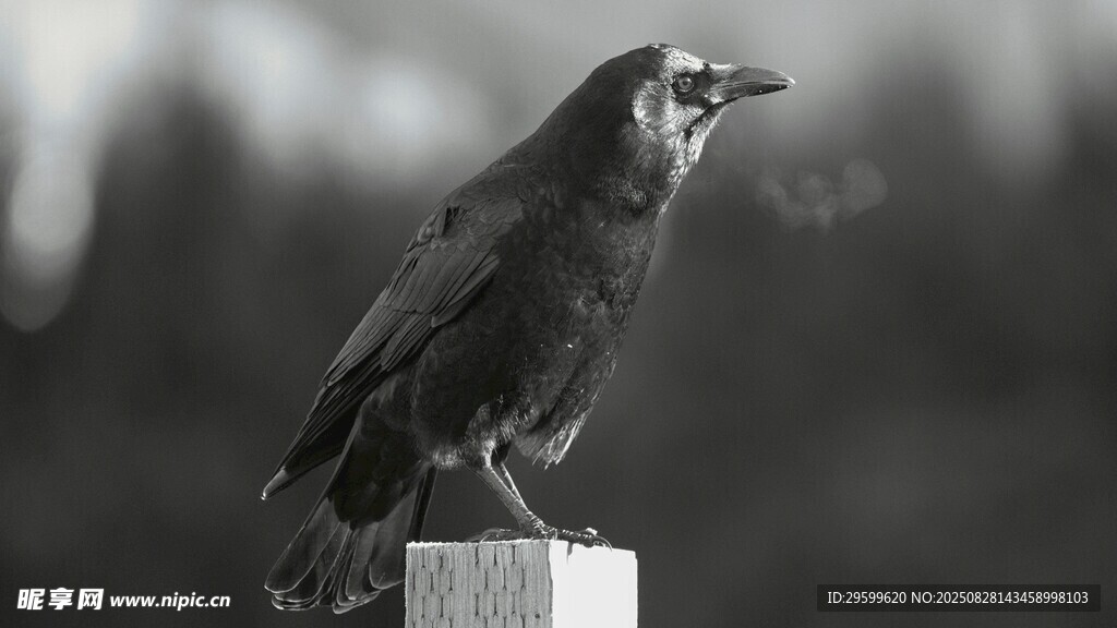 站在柱上的黑鸟