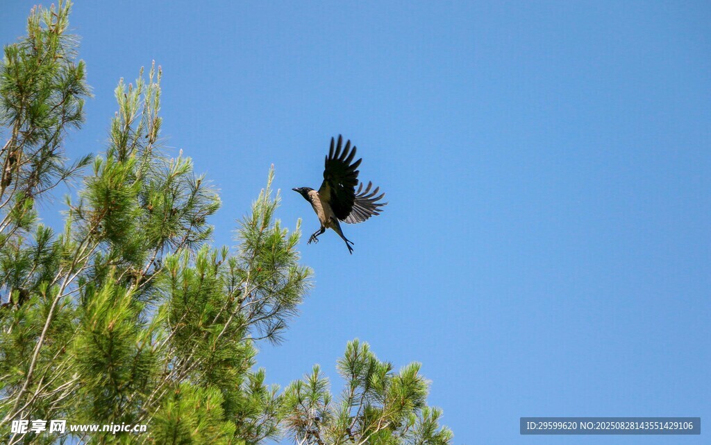 飞鸟翱翔于绿树蓝天间