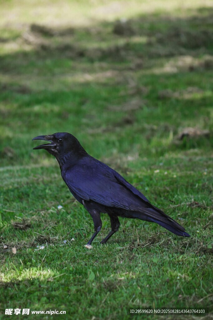 草地上的黑鸟