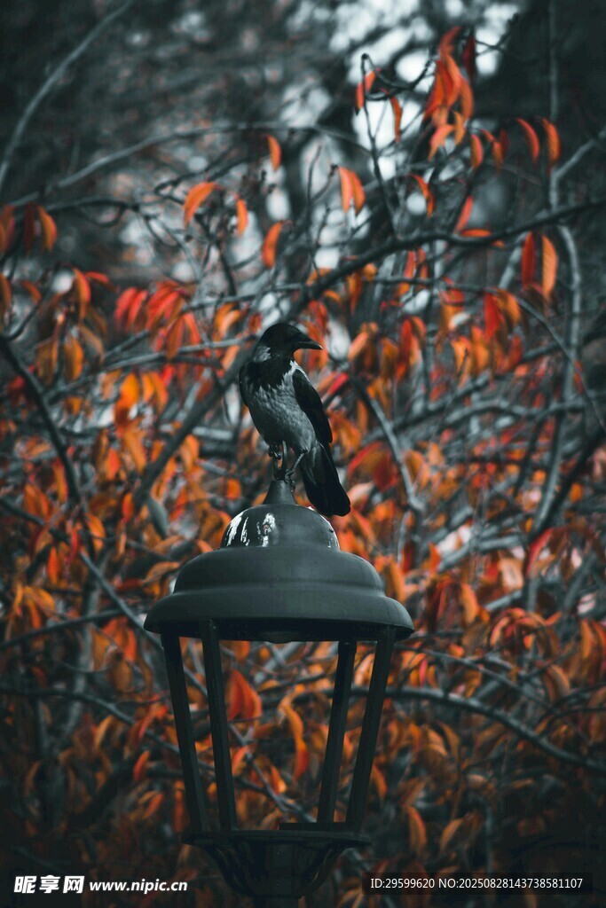 秋日枝头鸟与复古风灯