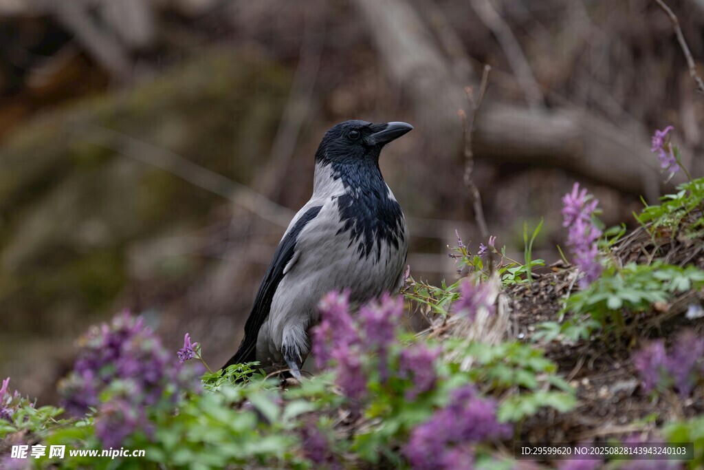 花丛中的黑白色鸟儿