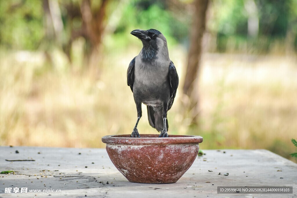 碗上站立的黑鸟