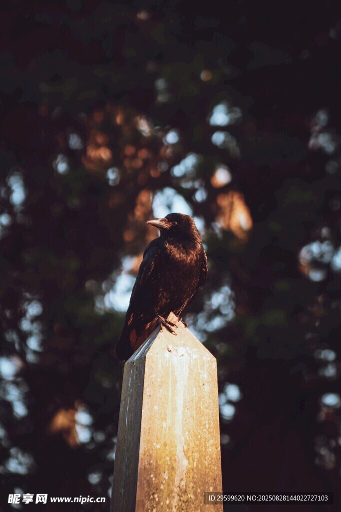 森林中相拥的情侣