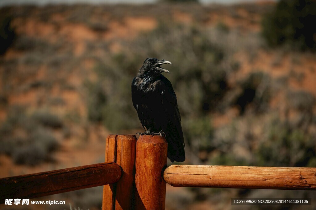 黑鸟栖于木栏杆上