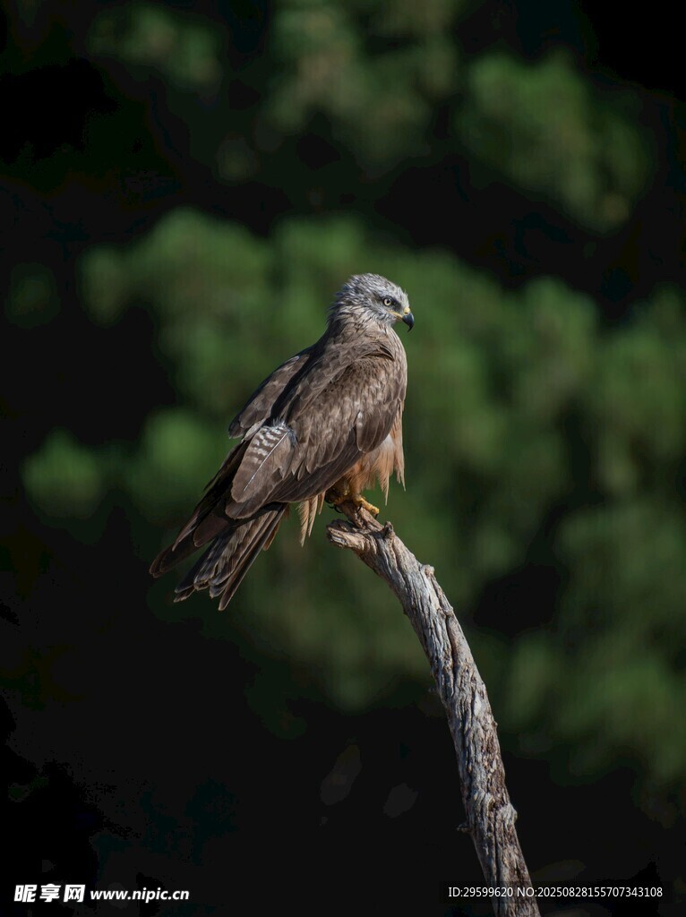 枝头雄鹰