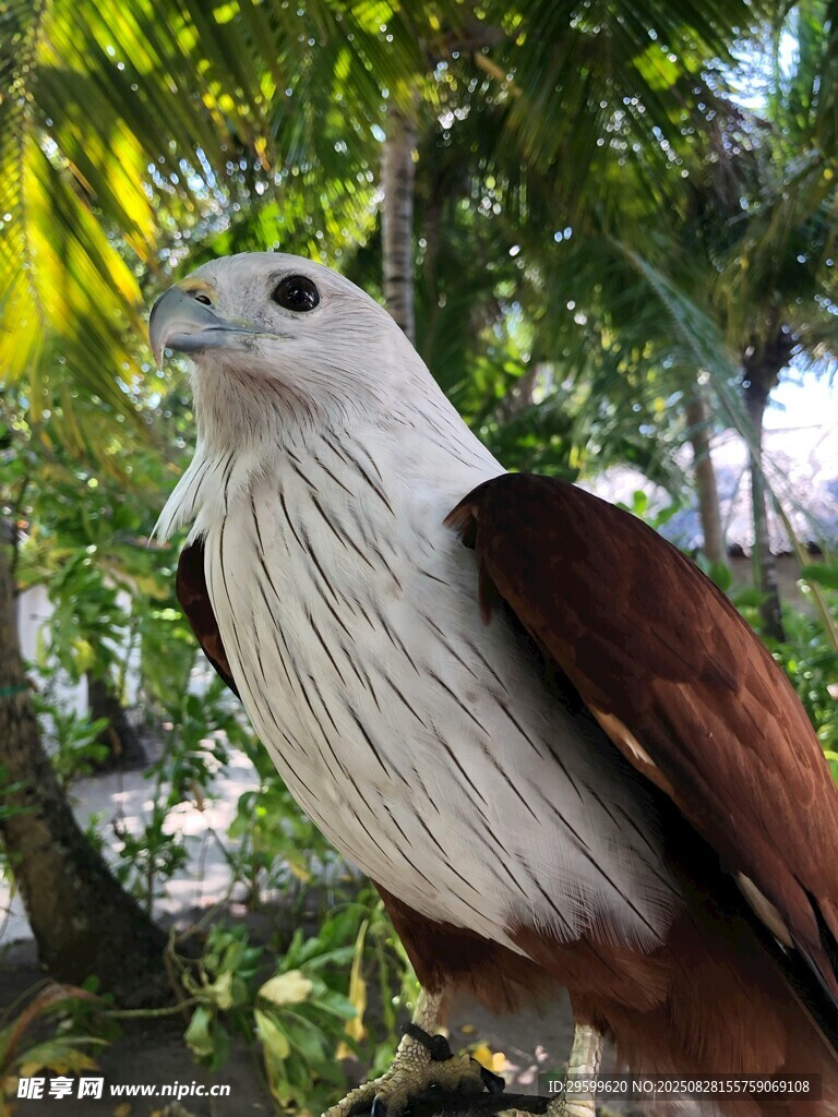 白腹海雕栖息于绿树间