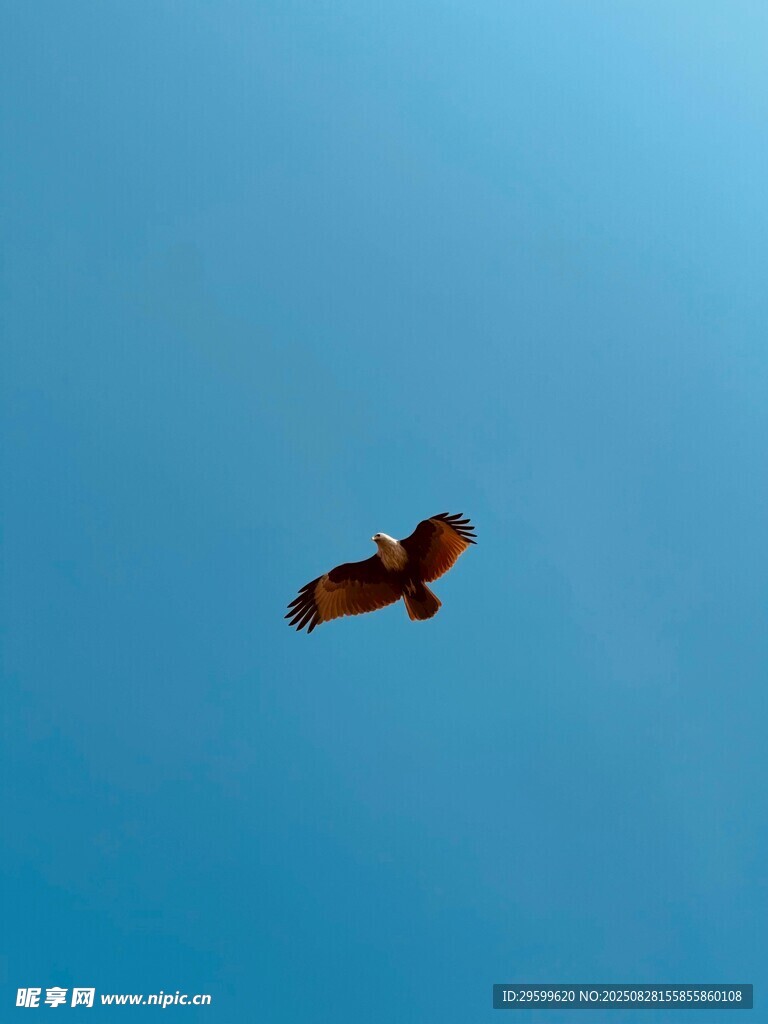 蓝天中翱翔的雄鹰