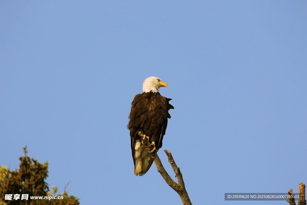 栖息枝头的白头海雕
