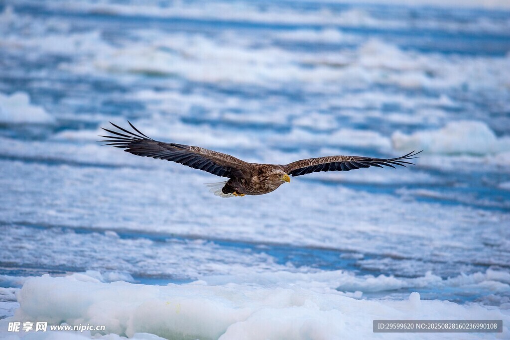 冰原上翱翔的雄鹰