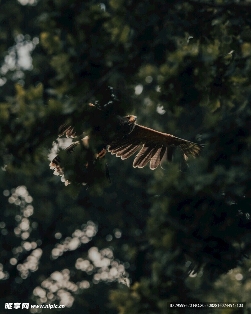 翱翔于林间的飞鸟