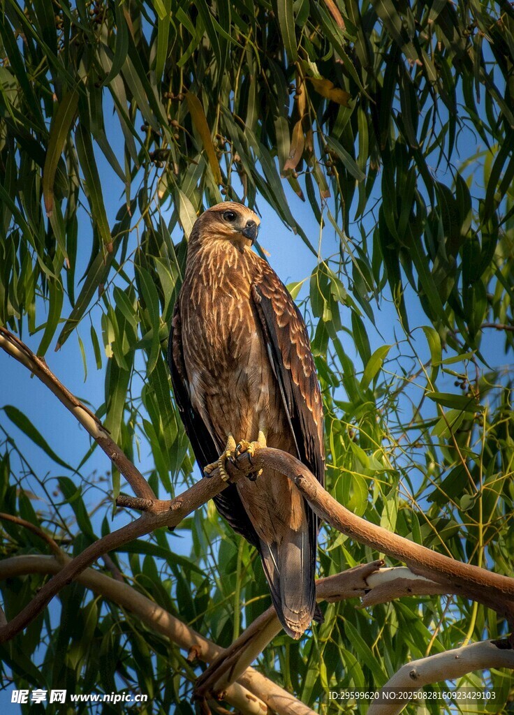 枝头雄鹰