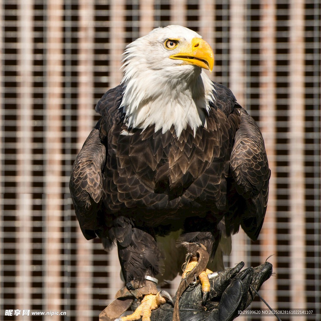 白头海雕栖息于枝头