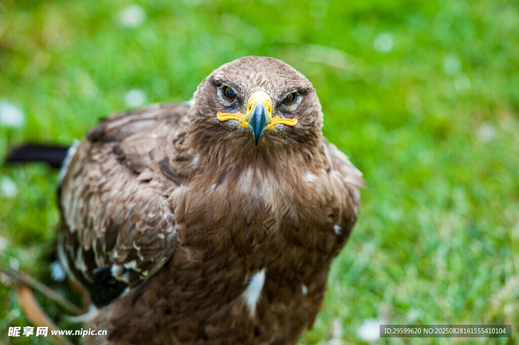 草原上的威武雄鹰