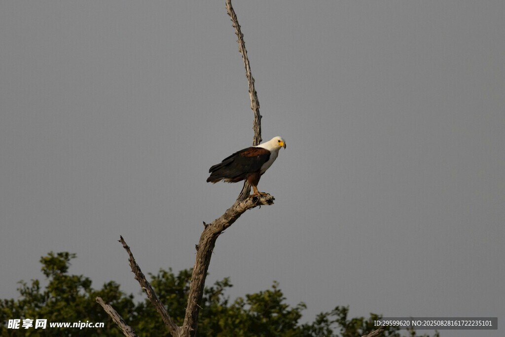 枝头白头鹰