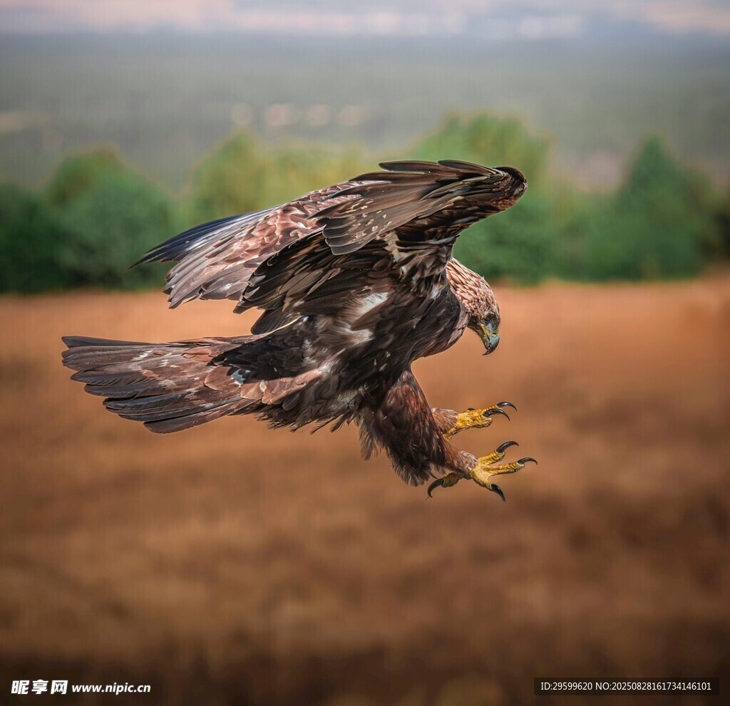 雄鹰展翅捕猎瞬间