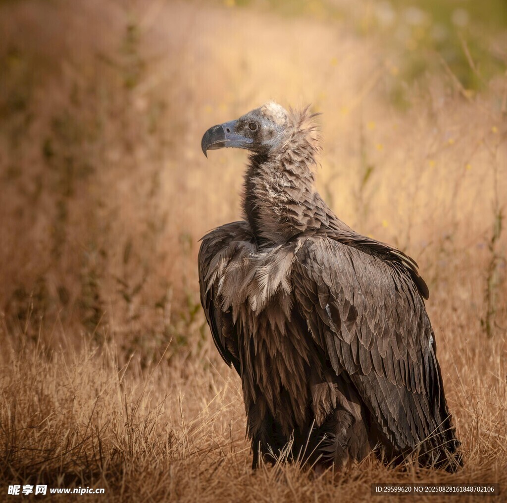 草原上的秃鹫