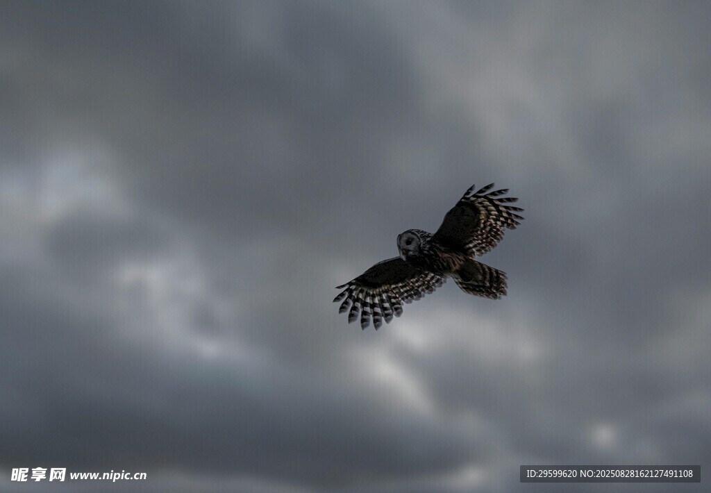 翱翔于乌云下的雄鹰