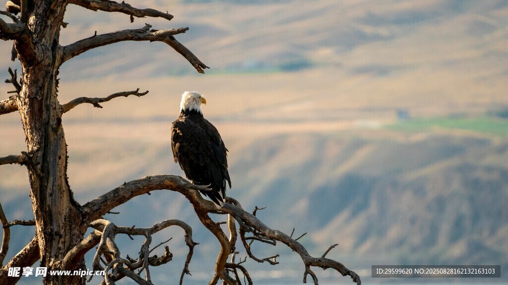 枝头雄鹰 
