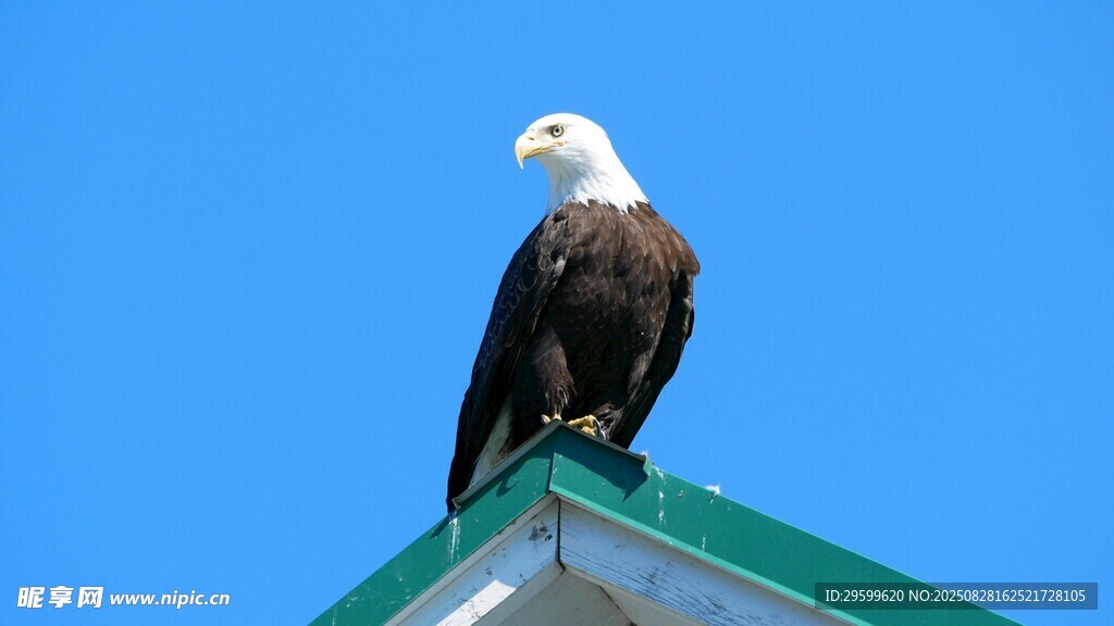 屋顶上的白头海雕