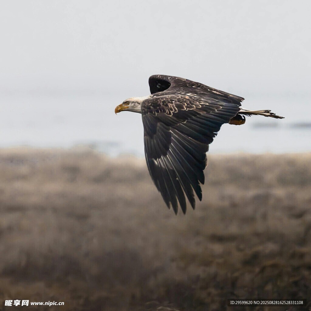 翱翔的雄鹰
